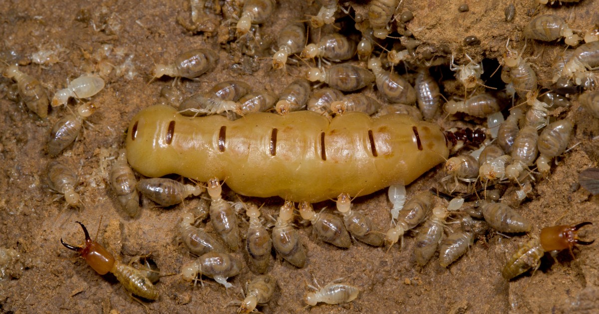 女王シロアリと働きシロアリ | 沖縄科学技術大学院大学（OIST）